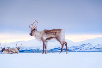 reindeer in scandinavia. wild animals in nature. domestic animals on the farm. winter time and anima