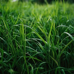 Poster - A field of tall green grass with trees in the background, suitable for landscape or nature photography
