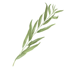 Green willow branch with graceful thin leaves. Watercolor digital illustration. Willow branches isolated on white background. Botanical illustration. Element for postcard and invitation design.