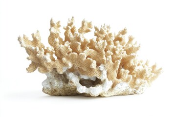 Poster - A close-up view of a coral, often found in tropical waters, suitable for use in designs related to oceanic or marine themes