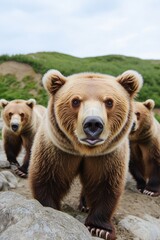Poster - A group of brown bears stand together on top of a rocky outcropping, enjoying the view