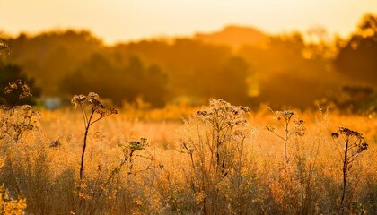 Wall Mural - Golden hour sunlight illuminates tall grasses and wildflowers in a field.