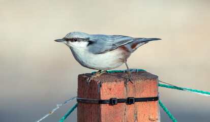 Poster - bird on a fence