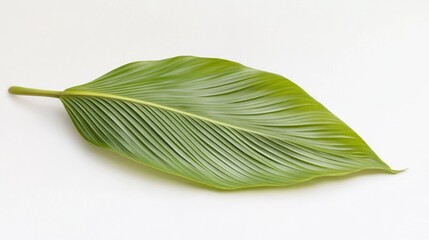 Poster - A single green leaf on a clean white surface, perfect for backgrounds or design elements