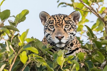 Poster - A leopard sits in a tree looking directly at the camera