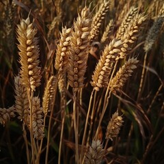 Poster - A close-up view of wheat stalks in a sunny field, great for farm or harvest themed projects