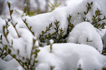 snow covered shrub
