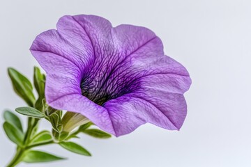 Aufkleber - A single purple flower sits among green leaves on a white background, ideal for use in still life or botanical illustrations