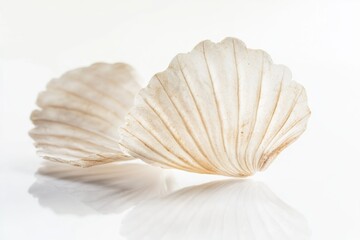 Poster - A detailed view of a shell on a white background, ideal for decorative or scientific use