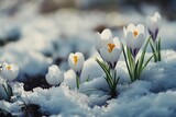 White Crocuses in Snow