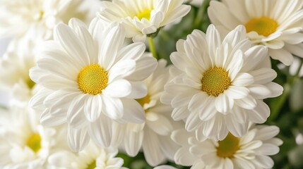 Poster - Close-up of white flowers