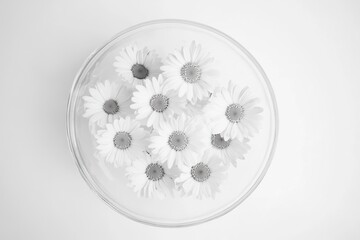 Poster - A simple arrangement of white flowers on a table, ideal for still life or interior design photography