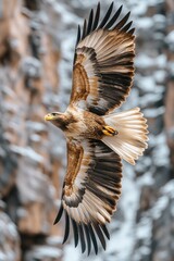 Poster - A large bird of prey soaring through the sky