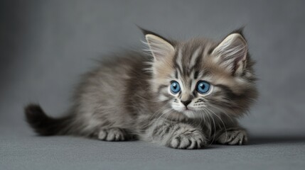 Aufkleber - A small cat with bright blue eyes perched on a neutral background