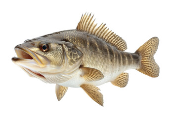 Bass fish cutout on high fidelity nature view aquatic isolated on transparent background png