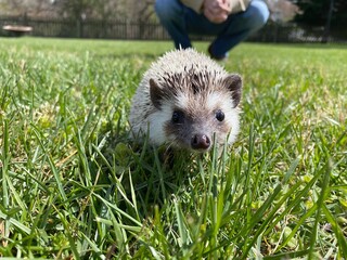 Hedgehog