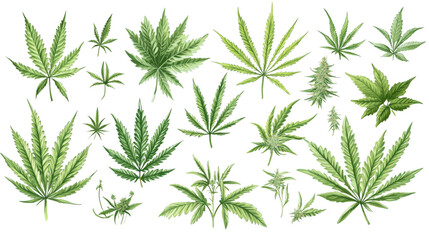 Wall Mural - Green cannabis leaf illustration isolated on white background