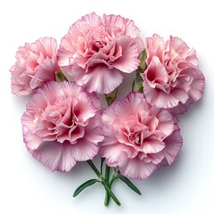 Wall Mural - Charming Carnation Dianthus caryophyllus closeup frilled pink petals isolated on white for romantic floral arrangements