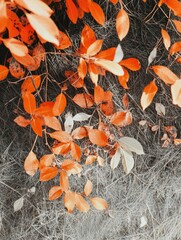 Wall Mural - Dry grass with leaves