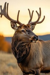 Poster - A close-up shot of a deer's antlers on its head, suitable for use in wildlife or nature-themed designs