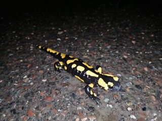 Fire salamander 