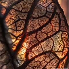 Poster - Close-up shot of a leaf with warm sunlight illuminating the background