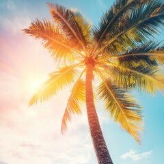 Poster - A palm tree standing tall under warm sunlight