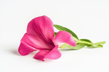 Canvas Print - A single pink flower sits atop a bed of green leaves on a white surface