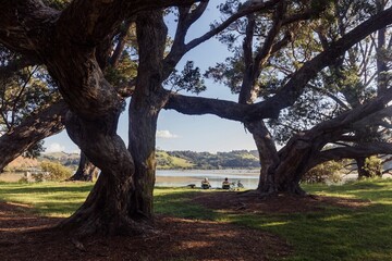 Two people relax under large pohutukawa  trees by a river, enjoying the scenery. Tranquil moment. Wenderholm Regional Park, Waiwera, Auckland, New Zealand