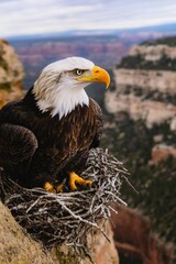 Poster - A bald eagle sits atop a rugged rocky cliff, surveying its surroundings