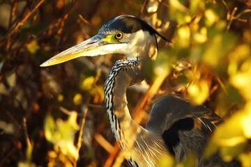 Fototapete - Close-up of a bird with a distinctive long beak, suitable for use in images about wildlife, nature, or ornithology