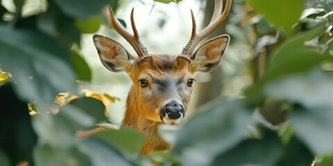 Poster - A close-up view of a deer's face peeking through the leaves, great for wildlife or nature-themed designs