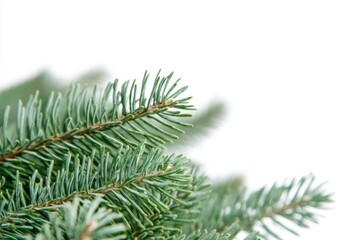 Poster - A detailed view of a pine tree's branch with needles and cones