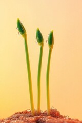 Poster - Close-up of a plant with dew or raindrops, useful for nature or science themes