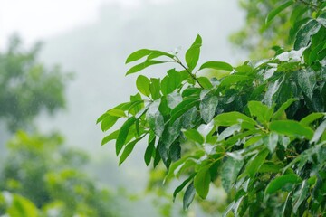 Poster - A green leafy tree standing tall in the rain