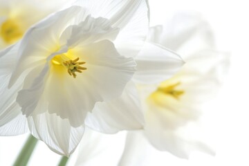 Aufkleber - A detailed view of a cluster of white flowers