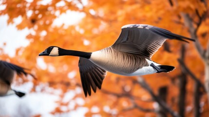 Poster - A pair of geese soaring through the sky
