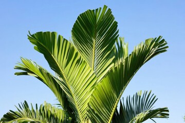 Poster - A large palm tree stands tall under a clear blue sky