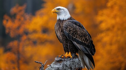 Poster - A bald eagle perched on top of a tree stump, with its wings spread wide