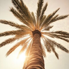 Poster - A palm tree with sunlight passing through its fronds, highlighting its unique shape and texture