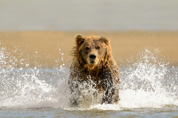 Wall Mural - alaska brown bear (ursus arctos) fishing for silver salmon, lake clark national park