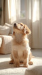 © Marcos Casado - A golden retriever puppy sitting in a sunlit living room, surrounded by soft pastel cushions, looking upward with playful curiosity