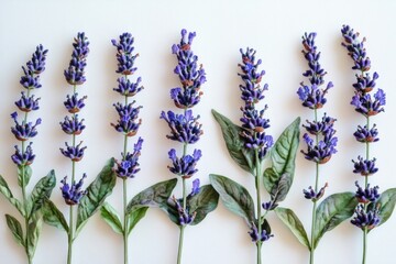 Aufkleber - A row of purple lavender flowers on a white background, great for any occasion
