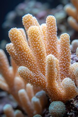 Poster - A close-up view of an orange coral with small bubbles, perfect for underwater-themed designs or illustrations