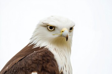 Poster - Close-up shot of a bird's head and beak, possibly a hawk or eagle
