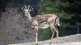 African antelope standing on a dirt field, outdoor setting