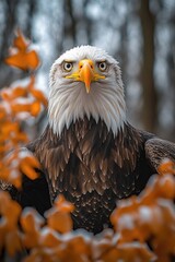 Poster - A close-up shot of a bird of prey perched in a tree, ready to take flight