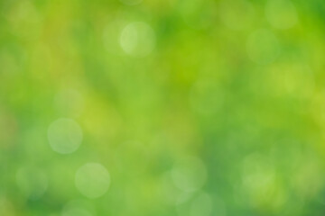 green natural plant defocus light background. bokeh, defocus light.