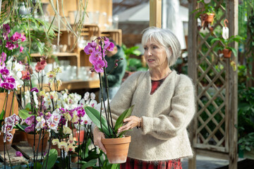 Wall Mural - Elderly woman buyer chooses orchids in pot in flower shop..