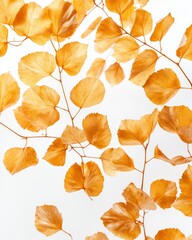 Poster - Golden, yellow leaves against a white background, high-definition photography, real photographic texture, high resolution. 